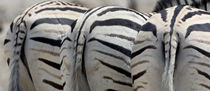 Namibia, Etosha National Park, Reitfontain Waterhole by Danita Delimont