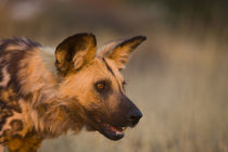 Africa, Namibia by Danita Delimont