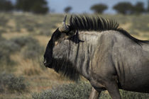 Blue wildebeest, Etosha National Park, Namibia, Africa. von Danita Delimont