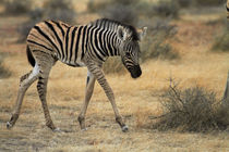 Burchell's zebra foal, Etosha National Park, Namibia, Africa. by Danita Delimont