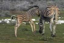 Burchell's zebra foal and mother, Etosha National Park, Nami... by Danita Delimont