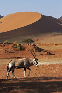 Gemsbok, and sand dunes, Namib-Naukluft National Park, Namib... by Danita Delimont