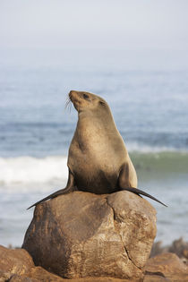 Cape Fur Seal resting on a rock, Cape Cross Seal Reserve, Sk... by Danita Delimont