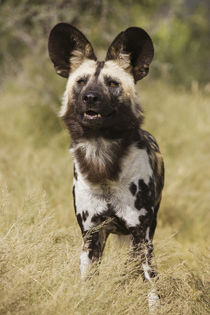 African Wild Dog, photographed in captivity, Harnas Wildlife... von Danita Delimont