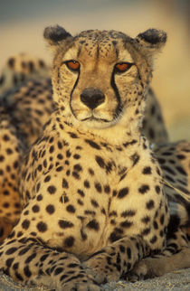 Cheetah, Resting male, photographed in captivity in Namibia von Danita Delimont