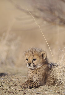 Cheetah by Danita Delimont