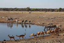 Etosha Watering Hole by Danita Delimont