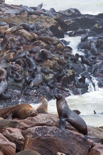 Cape Fur seals, Cape Cross, Skeleton Coast, Kaokoland, Kunen... von Danita Delimont