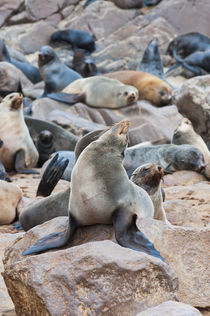 Cape Fur seals, Cape Cross, Skeleton Coast, Kaokoland, Kunen... by Danita Delimont