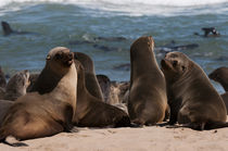 Cape fur seal, Skeleton Coast National Park, Namibia. by Danita Delimont