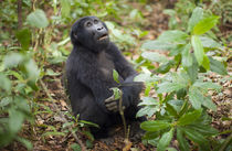 Mountain gorillas, Volcanoes National Park, Rwanda. by Danita Delimont