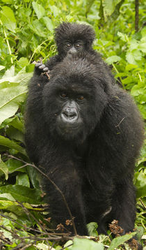 Africa, Rwanda, Volcanoes National Park, Mountain Gorilla, G... by Danita Delimont