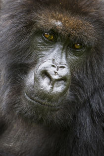 Rwanda. Female Mountain Gorilla of the Umubano Group at Volc... by Danita Delimont
