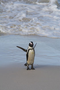 South Africa, Cape Town, Simon's Town, Table Mountain Nation... von Danita Delimont