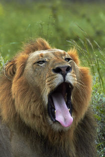 Male Lion, Kruger National Park, South Africa von Danita Delimont