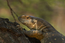 White-throated monitor, Kruger National Park, South Africa by Danita Delimont