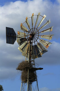Windmill and nest, Kruger National Park, South Africa von Danita Delimont