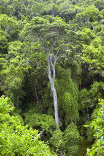 Aerial view of indigenous forest, Knysna-Amatole Montane For... von Danita Delimont