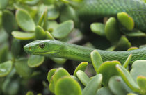 Eastern Green Mamba, Durban, KwaZulu-Natal, South Africa. by Danita Delimont