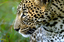 Portrait of leopard, Kirkman's Camp, Sabi Sand Game Reserve,... von Danita Delimont
