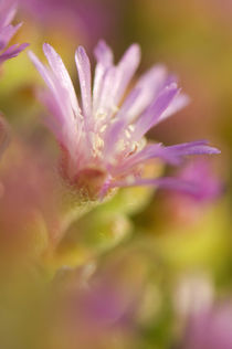 Diffused image of a colorful succulent flower in Namaqualand... von Danita Delimont