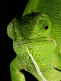 Portrait of Flap-necked Chameleon, Midlands, KwaZulu-Natal, ... by Danita Delimont