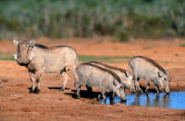 Warthog family at waterhole, Addo Elephant National Park, Ea... von Danita Delimont