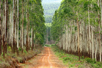 Road through eucalyptus plantation between Graskop and Hazyv... by Danita Delimont