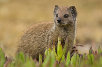 Yellow Mongoose juvenile amongst figs, De Hoop Nature Reserv... by Danita Delimont