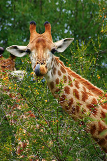 Giraffe portrait, Kruger National Park, Mpumalanga, South Africa. von Danita Delimont