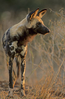 African Wild Dog, Kruger National Park, South Africa von Danita Delimont
