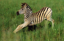 Plains Zebra foal stretching, Midmar Game Reserve, Midlands,... by Danita Delimont