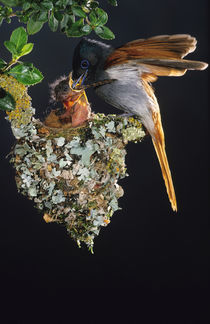 African Paradise Flycatcher feeding chick, Helderberg Nature... von Danita Delimont