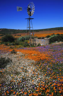 Windmill and flowers, near Kamieskroon, Namaqualand District... by Danita Delimont