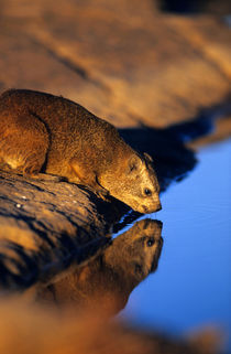 Rock Hyrax drinking, Augrabies Falls National Park, Northern... by Danita Delimont