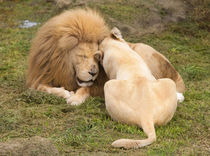 Intimate portrait of a Timbavati White lion male and female ... by Danita Delimont