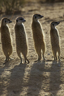A family of Meerkats with their backs to the camera, Kgalaga... von Danita Delimont