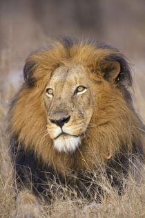 A portrait of a Lion looking into the distance, Kapama Priva... by Danita Delimont