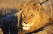 A Red Maned Lion looking at the camera. von Danita Delimont