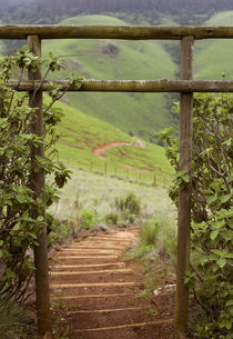 Misty valley scene and wooden steps, iXopo, KwaZulu-Natal, S... by Danita Delimont