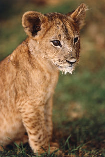 South Africa, North West Province, Young lion sitting on Pil... von Danita Delimont