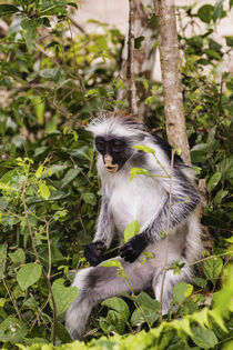 Africa, Tanzania, Zanzibar, Jozani Chakwa Bay National Park von Danita Delimont