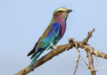 Africa, Tanzania, Serengeti von Danita Delimont