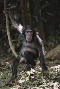 Tanzania, Chimpanzee Young Female at Gombe Stream National Park. von Danita Delimont