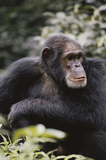 Tanzania, Gombe Stream National Park, Chimpanzee Male sittin... by Danita Delimont