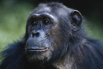 Tanzania, Gombe Stream National Park, Female chimpanzee. by Danita Delimont