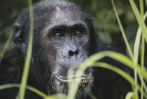 Tanzania, Gombe Stream National Park, Male chimpanzee. by Danita Delimont