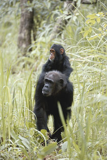 Tanzania, Gombe Stream National Park, Mother chip giving her... von Danita Delimont