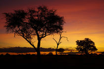 Sunset from Ngweshla Camp, Hwange National Park, Zimbabwe, Africa by Danita Delimont