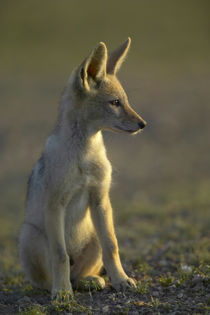 Blackbacked Jackal pup in veld, Mashatu Game Reserve, Northe... by Danita Delimont